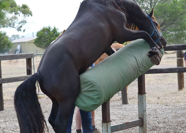 stallion-mount
