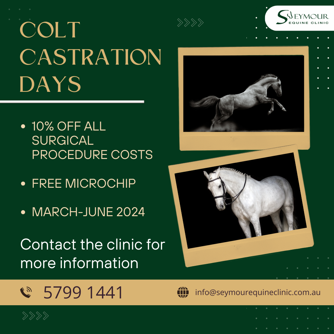 castration-information-seymour-equine-clinic